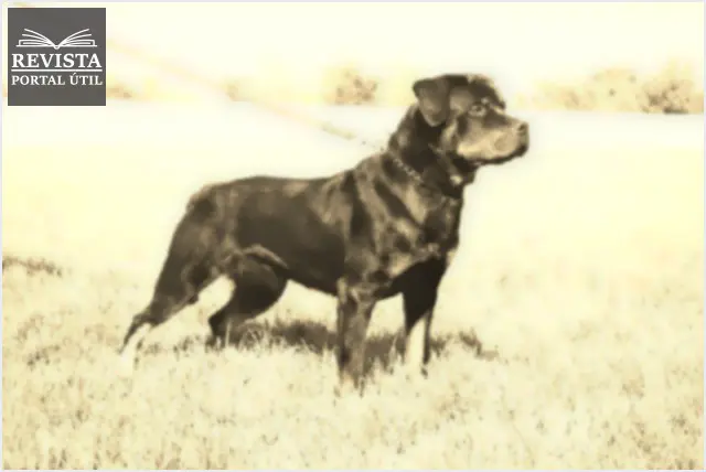 6 raças de cachorro para ter em sua casa 6 raças de cachorro para ter em sua casa