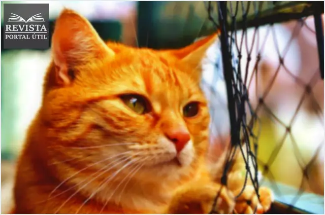 A rede de proteção é realmente segura e necessária?