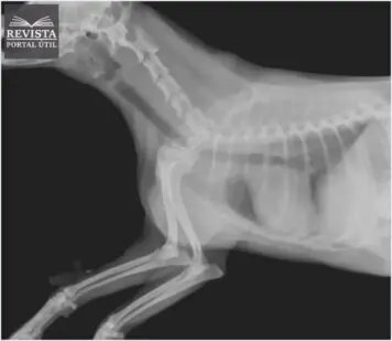 Subdivisões da área de Radiologia: Conheça Todas! Subdivisões da área de Radiologia: Conheça Todas!