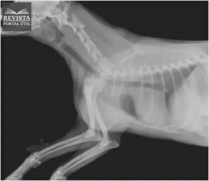 Subdivisões da área de Radiologia: Conheça Todas!