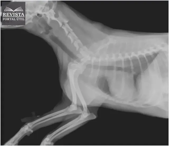 Subdivisões da área de Radiologia: Conheça Todas! Subdivisões da área de Radiologia: Conheça Todas!