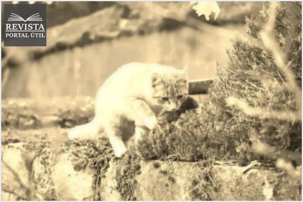 O que é Catnip? – Conheça a famosa erva-dos-gatos! O que é Catnip? – Conheça a famosa erva-dos-gatos!