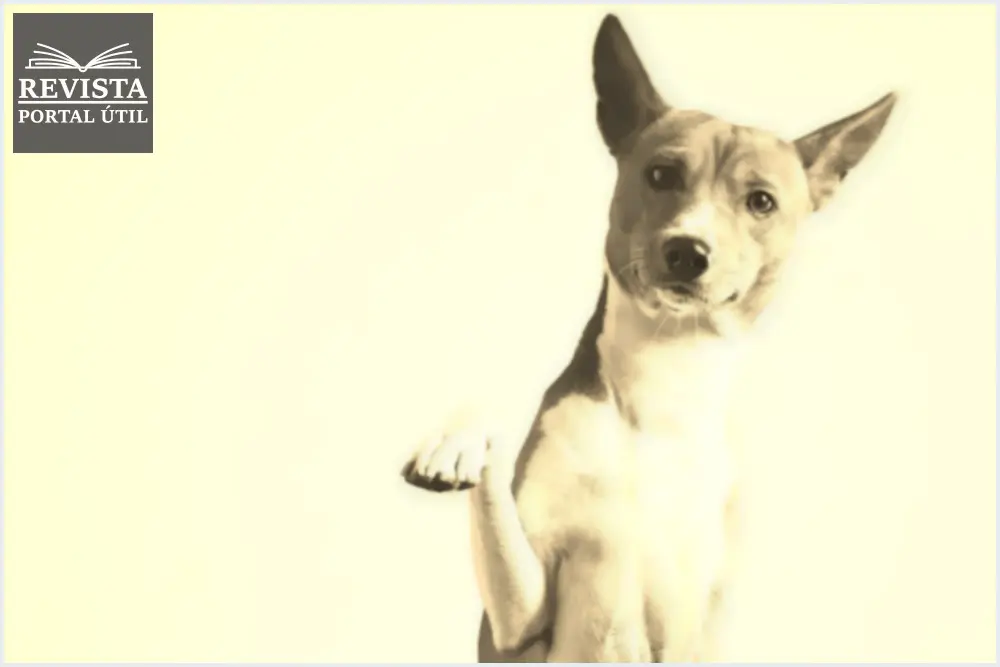 Condroitina: conheça o composto que ajuda em problemas articulares de cães Condroitina: conheça o composto que ajuda em problemas articulares de cães