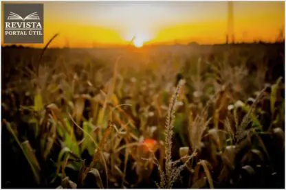 Investimento em agronegócio no Brasil está em alta