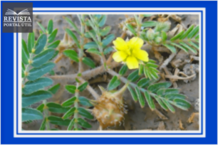 O que é Tribulus Terrestris e seus benefícios