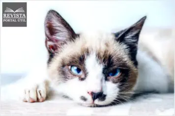 Dipirona para gatos: Veja quando é indicado e como medicar Dipirona para gatos: Veja quando é indicado e como medicar