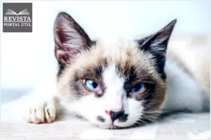 Dipirona para gatos: Veja quando é indicado e como medicar Dipirona para gatos: Veja quando é indicado e como medicar