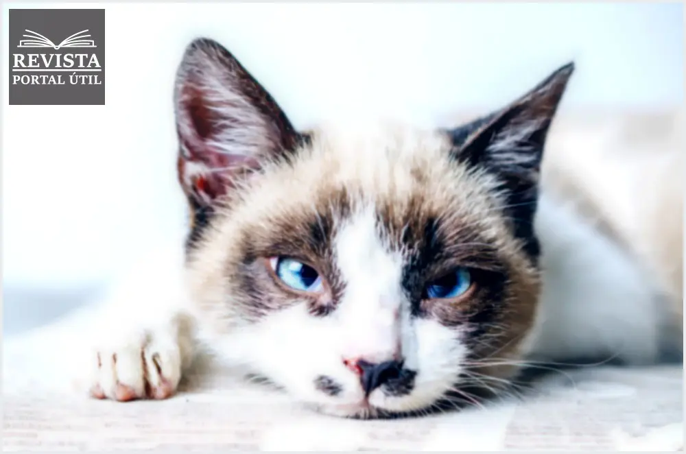 Dipirona para gatos: Veja quando é indicado e como medicar Posso dar dipirona para gato? Veja quando é indicado