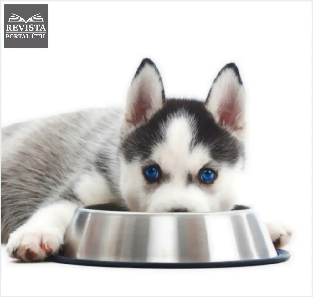 Quantas gramas de ração um cachorro deve comer por dia? Quantas gramas de ração um cachorro deve comer por dia?
