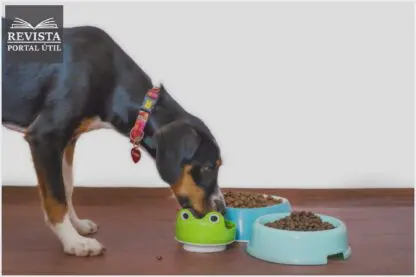 Ração boa e barata: Qual escolher para o seu pet? Ração boa e barata: Qual escolher para o seu pet?