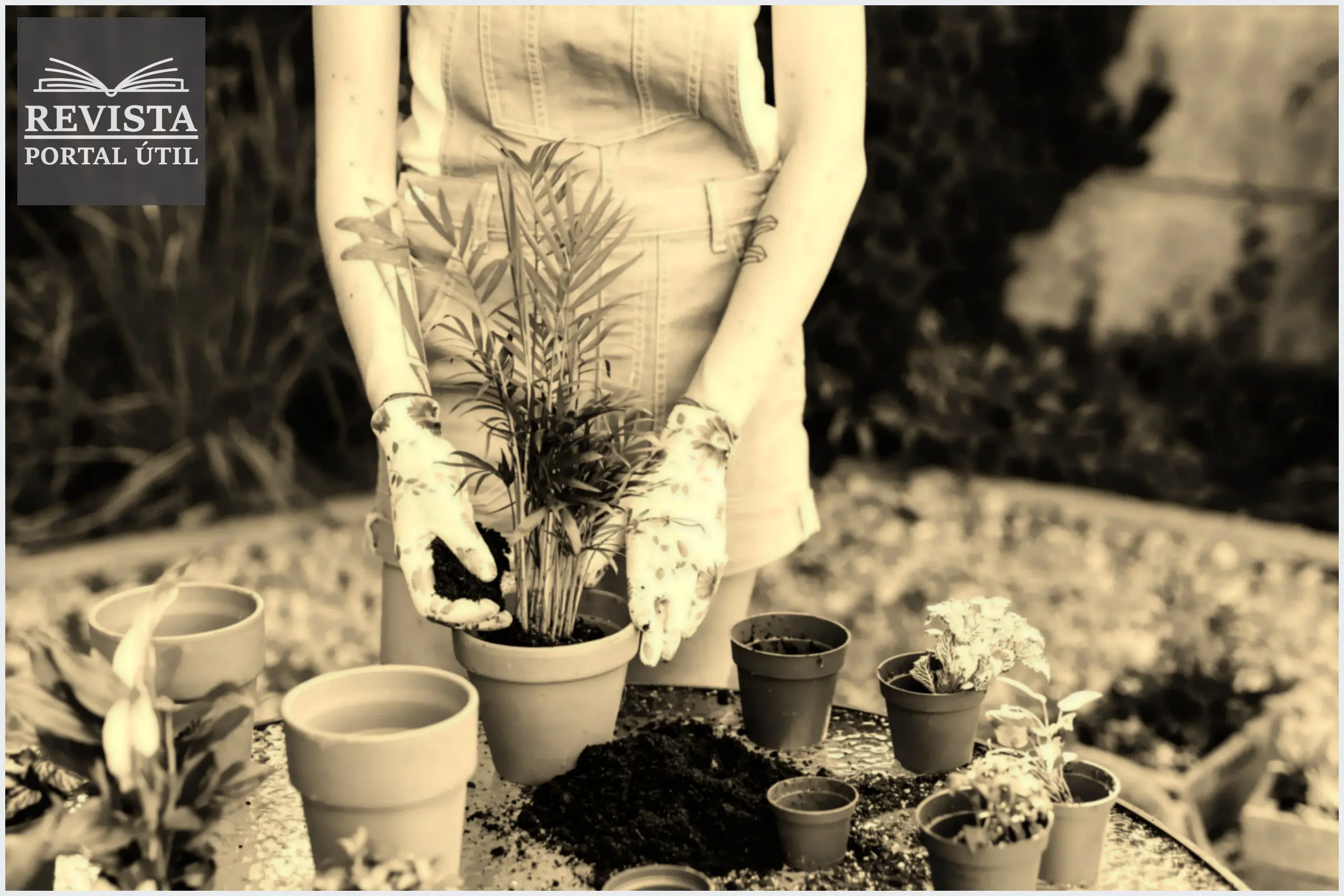 Saiba como escolher as melhores plantas ornamentais para o seu jardim Saiba como escolher as melhores plantas ornamentais para o seu jardim