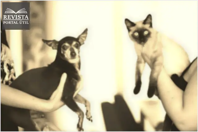 Cães e gatos: conheça os diferentes tipos de pelagens entre os animais Cães e gatos: conheça os diferentes tipos de pelagens entre os animais