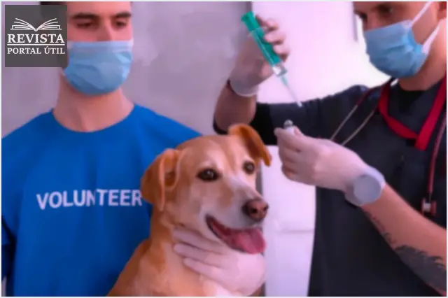 Ozonioterapia para uso veterinário: entenda como funciona e as vantagens! Ozonioterapia para uso veterinário: entenda como funciona e as vantagens!