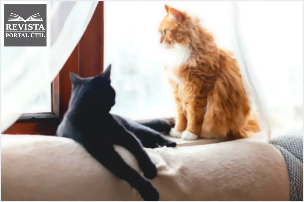 Como criar gato em apartamento Como criar gato em apartamento