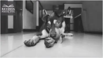O que fazer quando o cãozinho quer destruir tudo? O que fazer quando o cãozinho quer destruir tudo?
