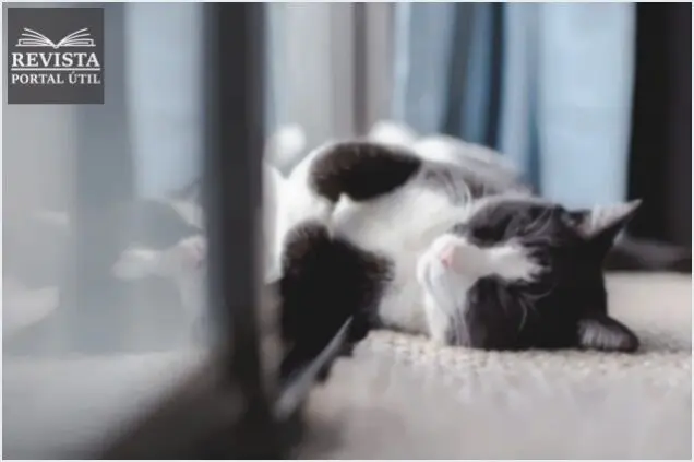 Dicas de higiene e limpeza para quem tem pets Dicas de higiene e limpeza para quem tem pets