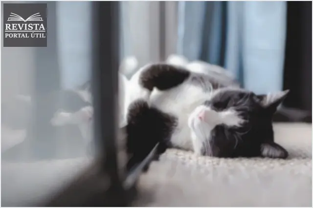 Dicas de higiene e limpeza para quem tem pets