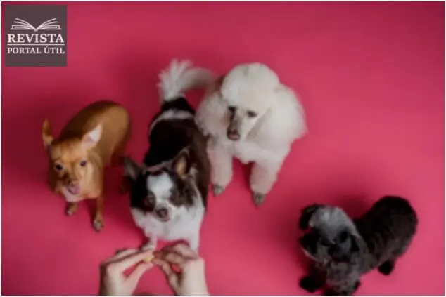 Raças de cachorros pequenos – Veja os 4 principais cães de porte pequeno! Raças de cachorros pequenos – Veja os 4 principais cães de porte pequeno!