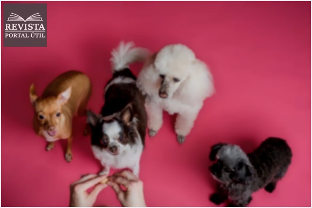 Raças de cachorros pequenos – Veja os 4 principais cães de porte pequeno!