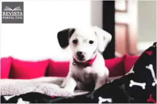 Cama para cachorro: saiba qual a melhor escolha para o seu pet Cama para cachorro: saiba qual a melhor escolha para o seu pet