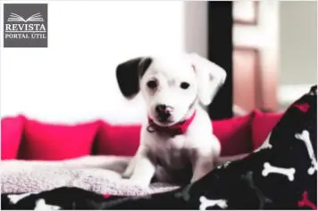 Cama para cachorro: saiba qual a melhor escolha para o seu pet Cama para cachorro: saiba qual a melhor escolha para o seu pet