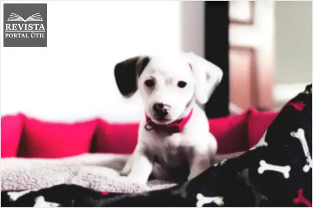 Cama para cachorro: saiba qual a melhor escolha para o seu pet
