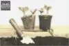 Mudas de plantas: Veja as principais dicas para elas se desenvolverem