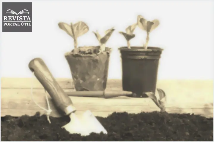 Mudas de plantas: Veja as principais dicas para elas se desenvolverem Mudas de plantas: veja as principais dicas para elas se desenvolverem