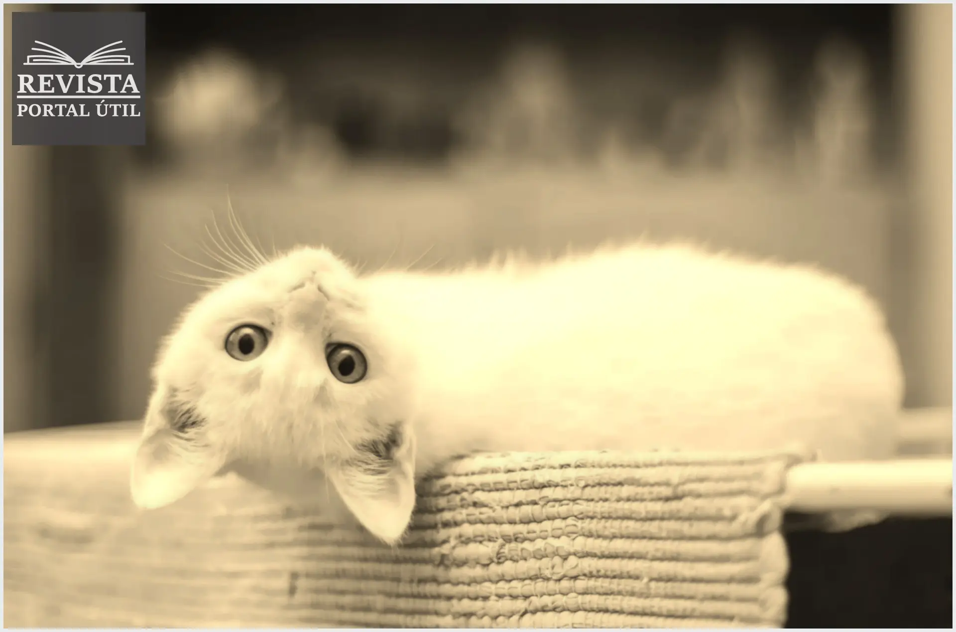 Descobri que meu gato vai à casa do vizinho. Como evitar? Gatinho branco