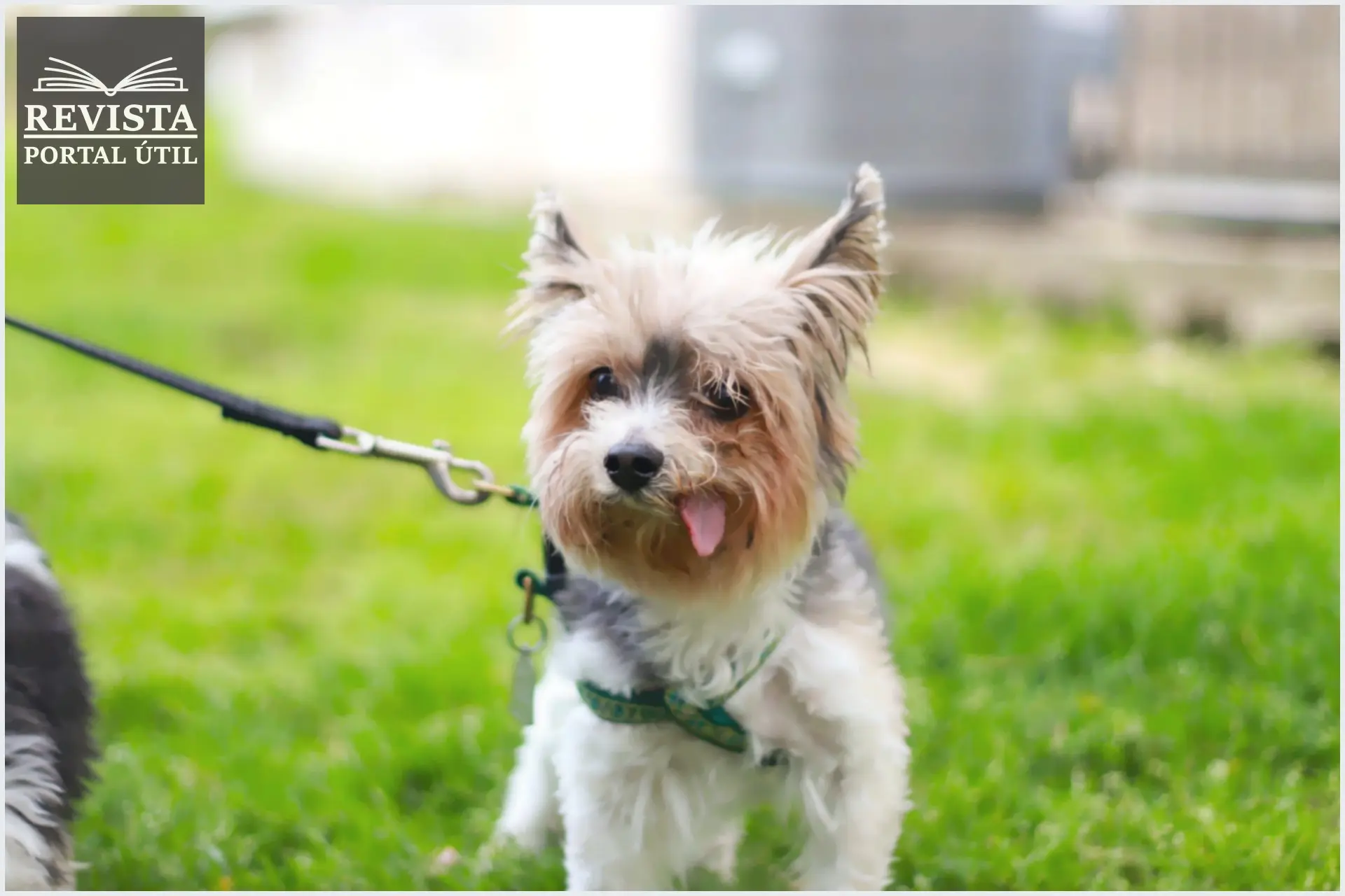 Como amenizar a queda de pelos em cachorros: 5 dicas Como amenizar a queda de pelos em cachorros?