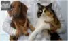 Mercado pet no Brasil: o que você precisa saber? Mercado pet no Brasil: o que você precisa saber?