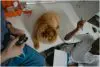 Perito veterinário pode ganhar mais de R$ 10 mil Perito veterinário pode ganhar mais de R$ 10 mil