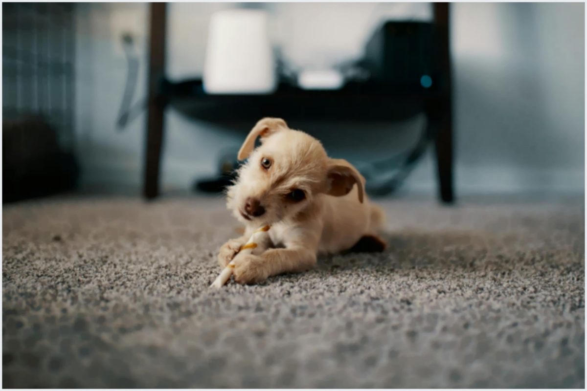 Como a convivência com cães melhora nossa saúde