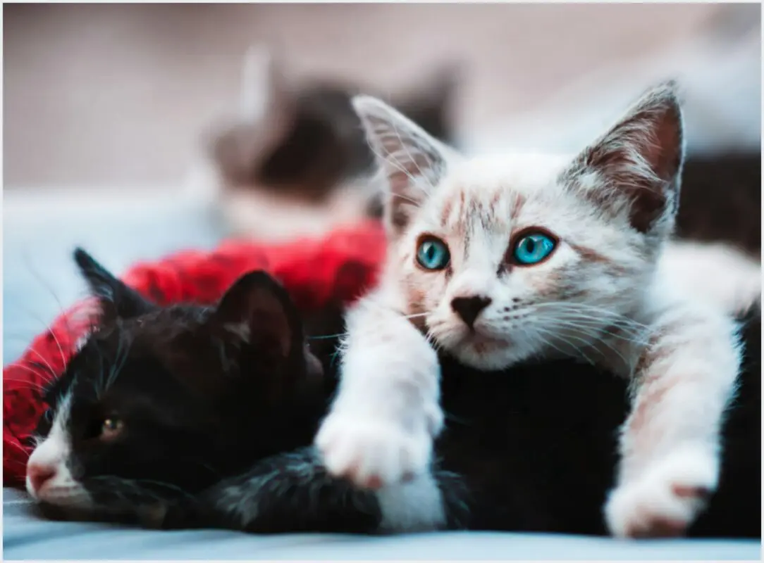 Como cuidar de gato filhote – 8 dicas essenciais para filhotes e gatos recém-nascidos Como cuidar de gato filhote