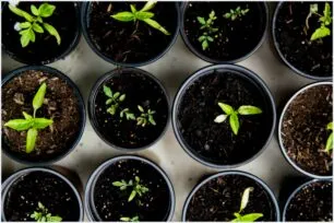 As Plantas Mais Curiosas Que Você Pode Ter em Casa Agora Mesmo