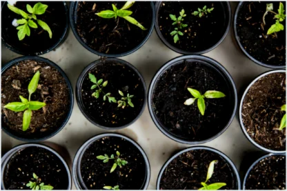 As Plantas Mais Curiosas Que Você Pode Ter em Casa Agora Mesmo