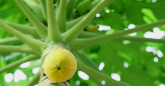 Essa fruta atrai maritacas e transforma seu quintal