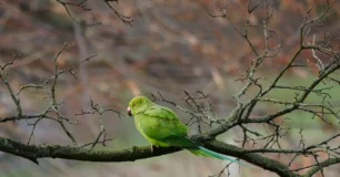 O som da maritaca que encanta suas manhãs