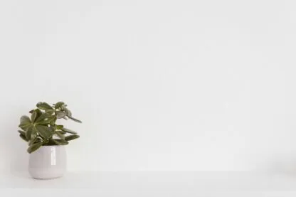 Como Calcular a Potência de Iluminação Necessária para o Crescimento Saudável de Plantas em Ambientes Internos