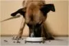 Suplementação para Ganho de Massa Magra Canina: Guia 2026 (Segurança)