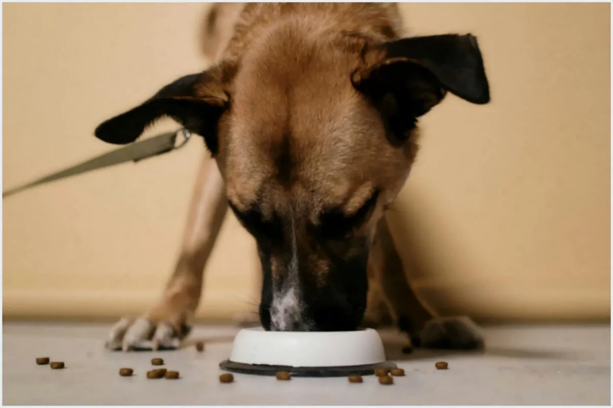 Suplementação para Ganho de Massa Magra Canina: Guia 2026 (Segurança)