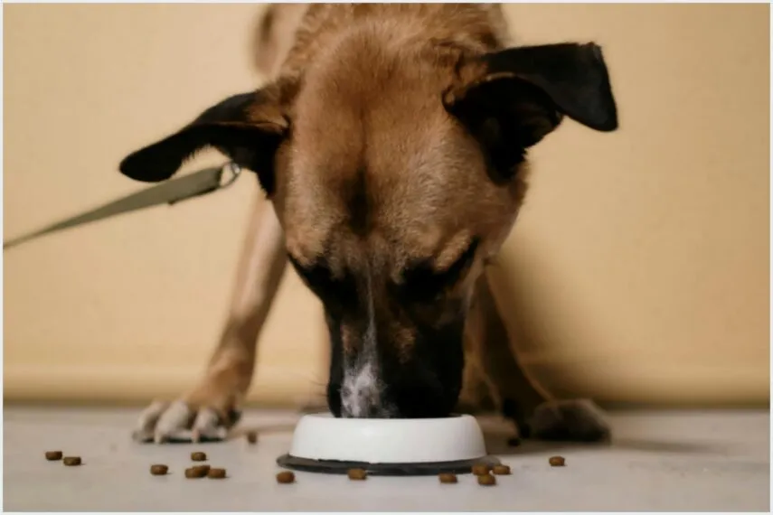 Suplementação para Ganho de Massa Magra Canina: Guia 2026 (Segurança)