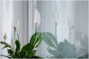 Plantas Tóxicas para Animais: O Que Todo Tutor Precisa Saber para Proteger Seu Pet
