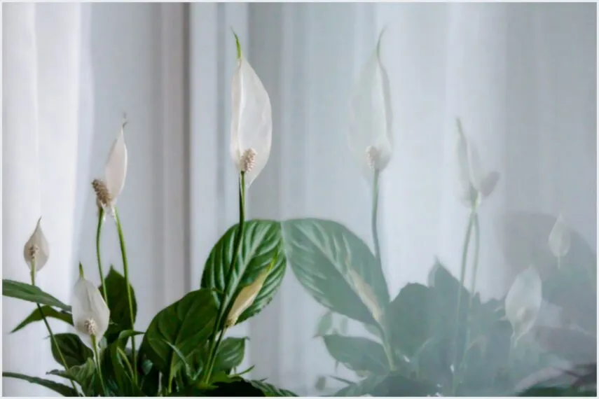 Plantas Tóxicas para Animais: O Que Todo Tutor Precisa Saber para Proteger Seu Pet