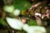O que significa sonhar com cobra? Significados e interpretações