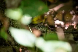 O que significa sonhar com cobra? Significados e interpretações
