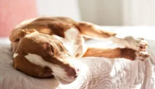 Sonhar com cachorro: o que significa de verdade