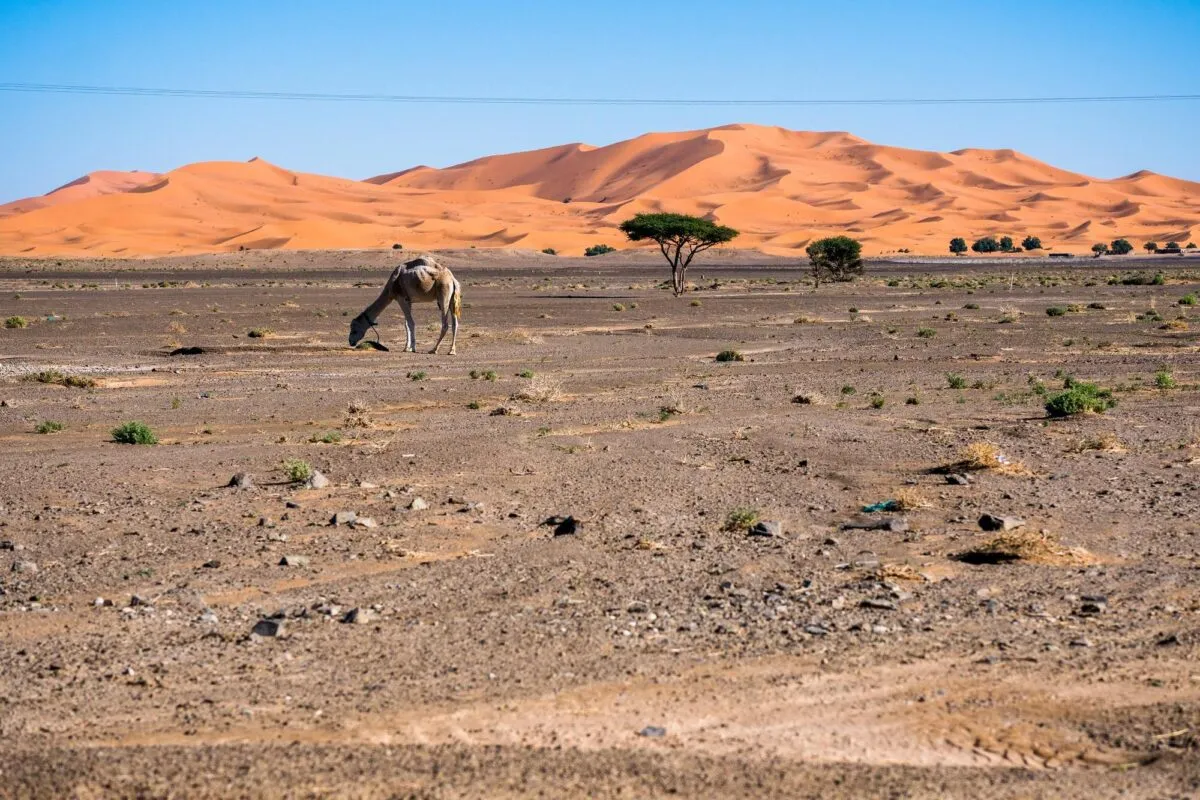 Dromedário pastando em planície árida diante de grandes dunas alaranjadas do deserto do Saara, com árvores e céu azul