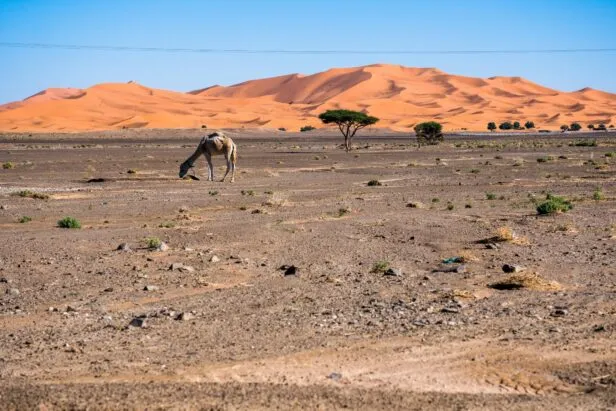 Curiosidades do Chade: 15 Fatos Fascinantes Sobre o País Africano