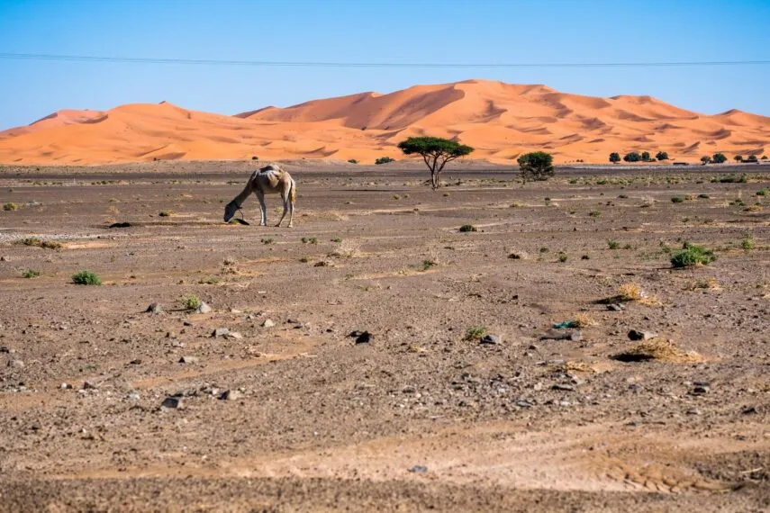 Curiosidades do Chade: 15 Fatos Fascinantes Sobre o País Africano
